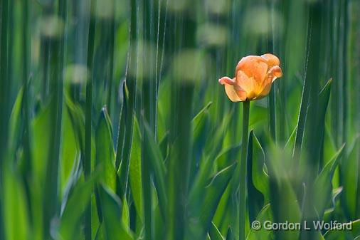 Lone Orange Tulip_53552.jpg - Photographed at Ottawa, Ontario - the Capital of Canada.